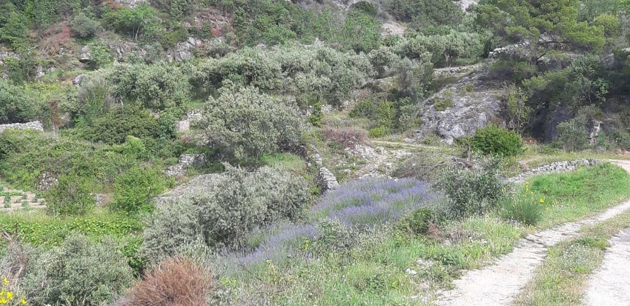 Kuca Za Odmor Dobrila Otel Jelsa  Dış mekan fotoğraf